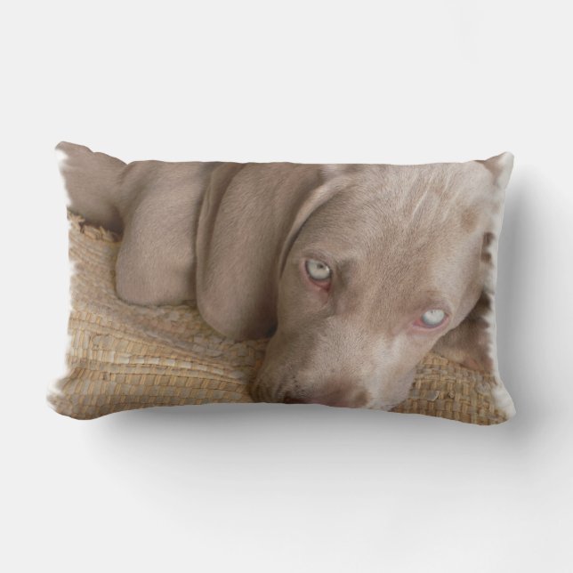 Sova Weimaraner kudde (Framsida)