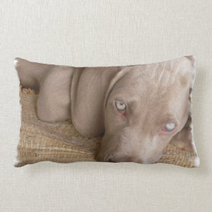 Sova Weimaraner kudde