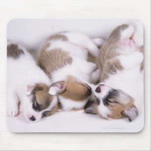 Sova welsh corgivalpar musmatta