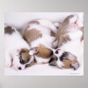 Sova welsh corgivalpar poster