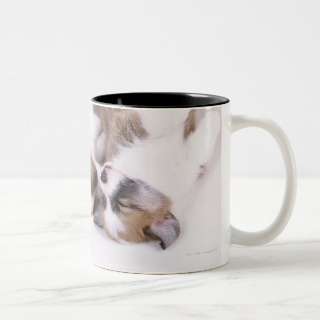 Sova welsh corgivalpar Två-Tonad mugg (Höger)