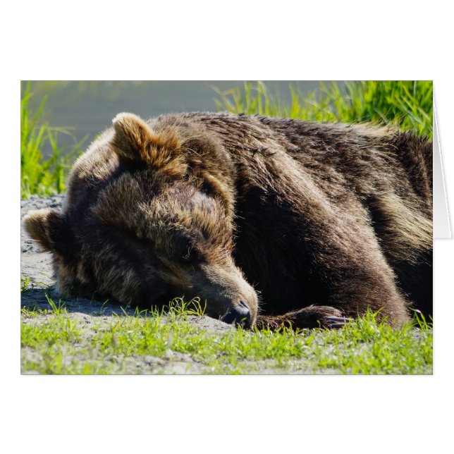 Sovande Alaska Gråbjörn OBS Kort (Framsidan Horizontal)