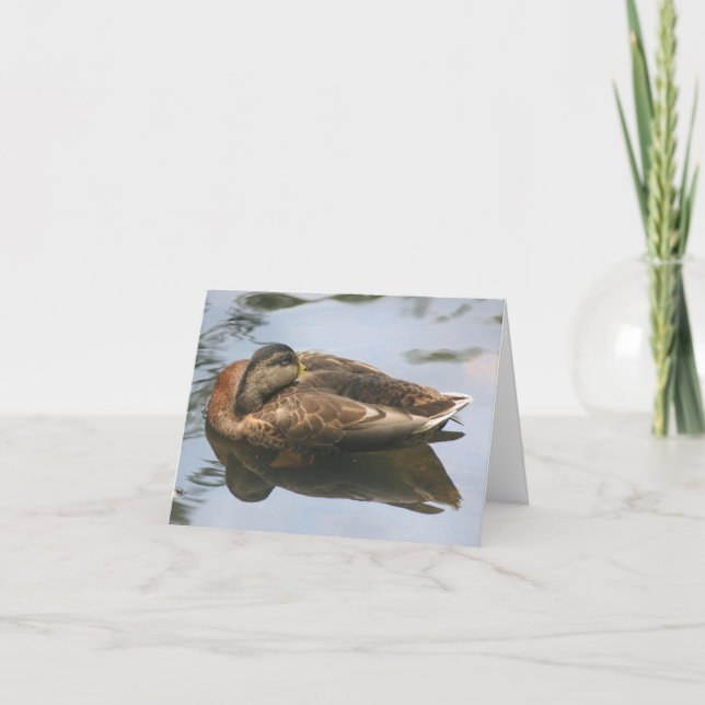 Sovande Anka Naturfotografi Not Kort (Framsida)