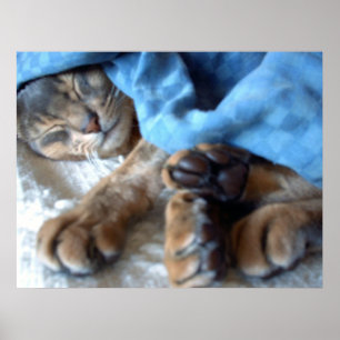 Sovande Blå Aby Katt i Blått Poster