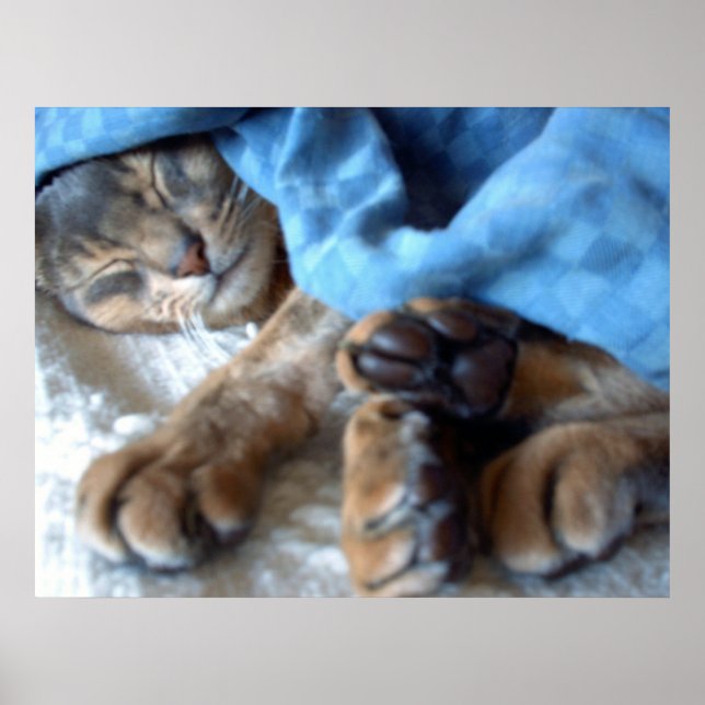 Sovande Blå Aby Katt i Blått Poster (Framsidan)