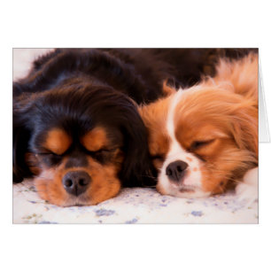 Sovande Cavalier King Charles Spaniel-kort Hälsningskort