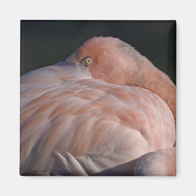 Sovande Flamingo Magnet (Framsidan)