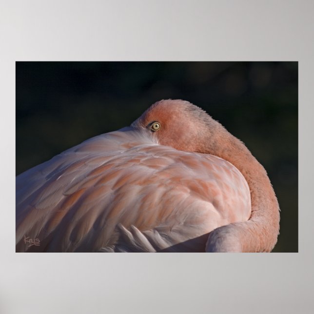 Sovande Flamingo Tryck (Framsidan)