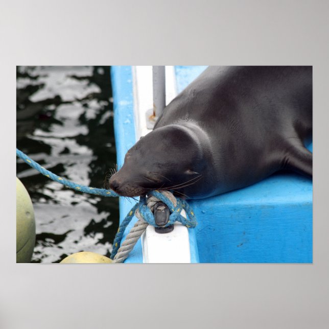 Sovande Galapagos Sjölejon Poster (Framsidan)