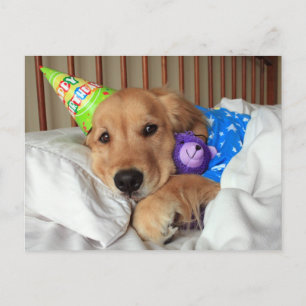 Sovande Golden Retriever i Pyjamas Födelsedag Vykort