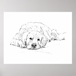 Sovande Golden Retriever, Väggkonsttryck Poster