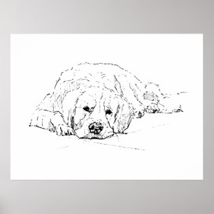 Sovande Golden Retriever, Väggkonsttryck Poster