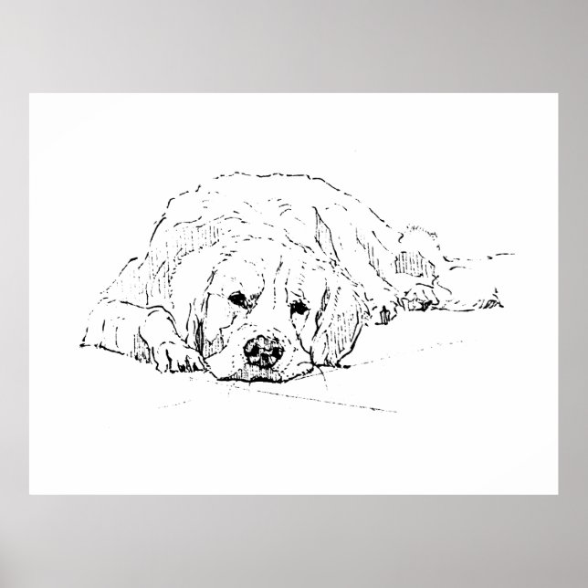 Sovande Golden Retriever, Väggkonsttryck Poster (Framsidan)