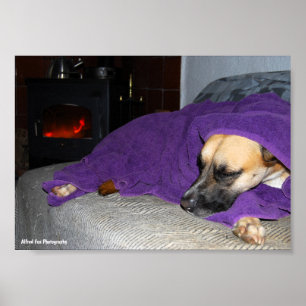 Sovande hund vid öppen spis poster