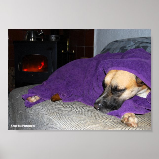 Sovande hund vid öppen spis poster (Framsidan)
