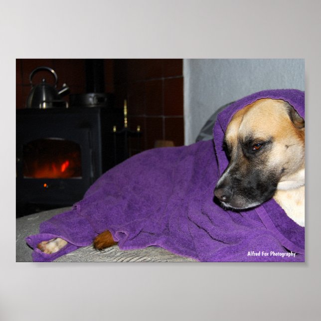 Sovande hund vid öppen spis poster (Framsidan)