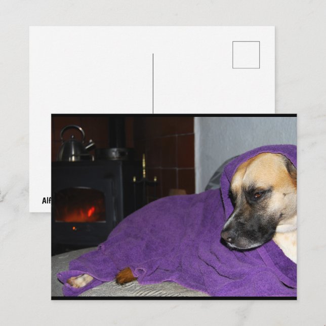 Sovande hund vid öppen spis vykort (Fram/baksida)