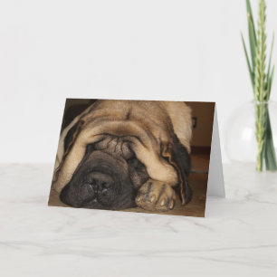 sovande jättemastiff som väntar på tårta kort