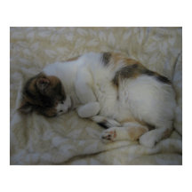 Sovande katt