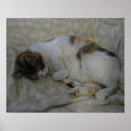 Sovande katt poster