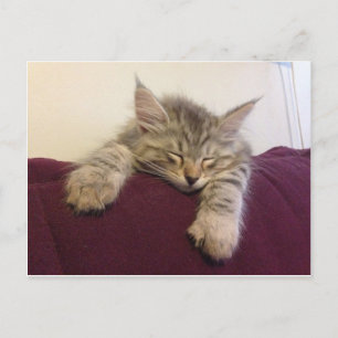 Sovande katt vykort