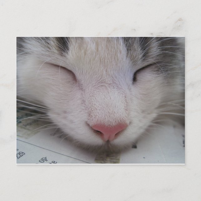 Sovande katt vykort (Framsida)