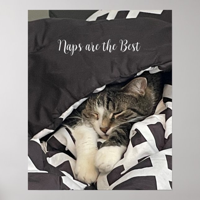 Sovande kattaffisch poster (Framsidan)
