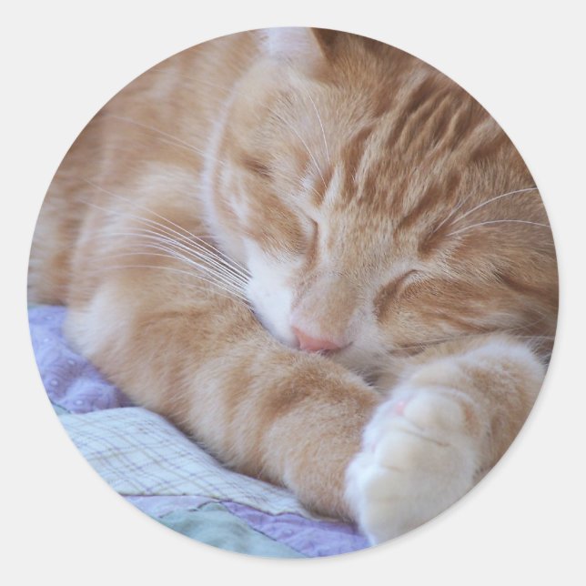 sovande kattdekal runt klistermärke (Framsida)