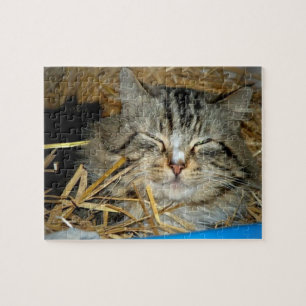 Sovande kattunge katt foto pussel