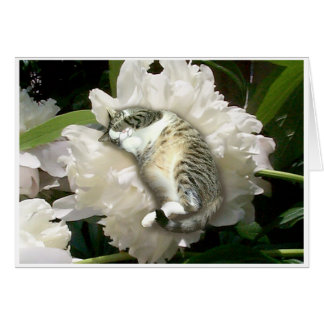 Sovande på en pion hälsningskort