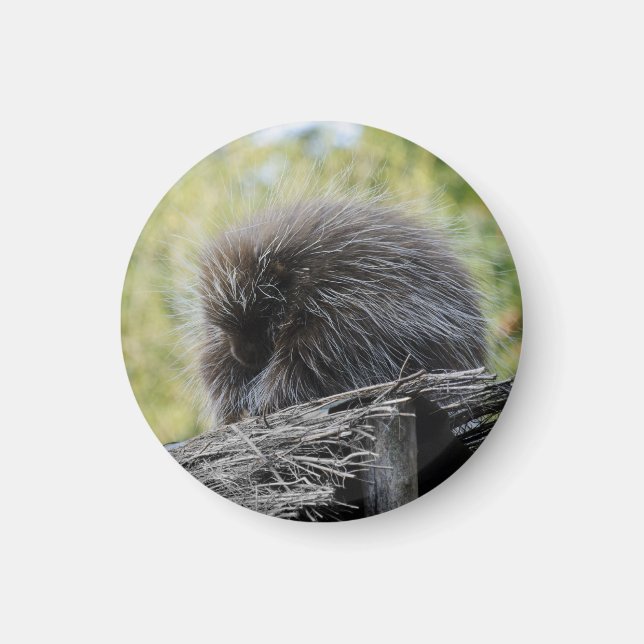 Sovande Piggsvinmagnet Magnet (Framsidan)