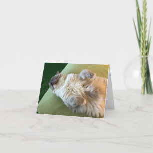 Sovande Ragdoll Kisse Snart Bättre kort