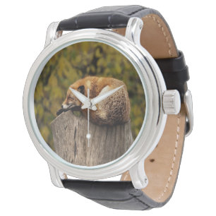 Sovande räv foto armbandsur