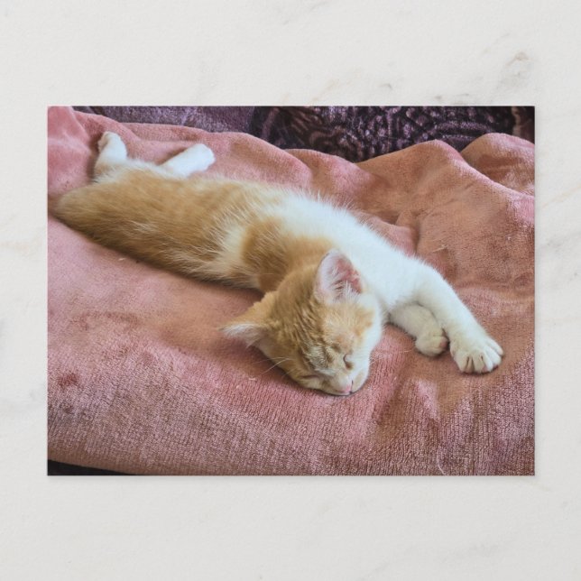 Sovande rödbrun kattunge vykort (Framsida)