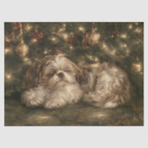 Sovande Shih Tzu