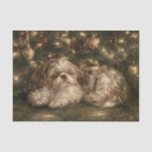 Sovande Shih Tzu