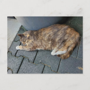 Sovande sköldpaddskatt vykort