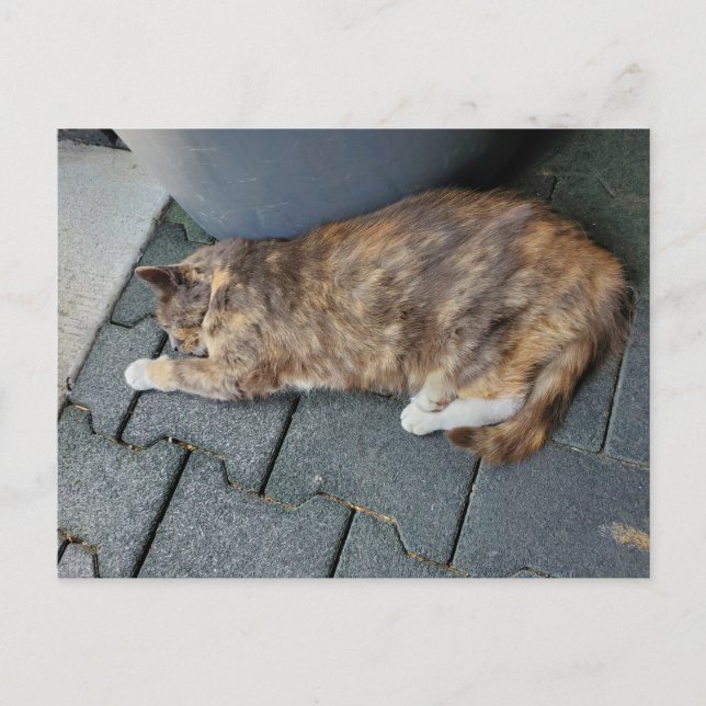 Sovande sköldpaddskatt vykort (Framsida)