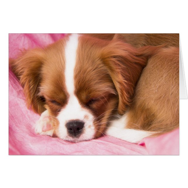 Sovande valp Cavalier King Charles Spaniel-kort Hälsningskort (Framsidan Horizontal)