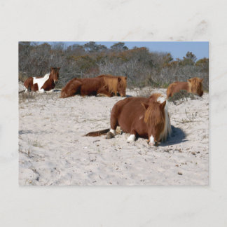 Sovande vilda ponnyer i Assateague National Park Vykort