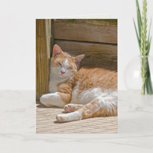 Sover tabby katt på födelsedagen kort
