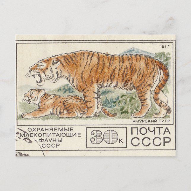 Sovjetunionen frimärke amur-tiger vykort (Framsida)