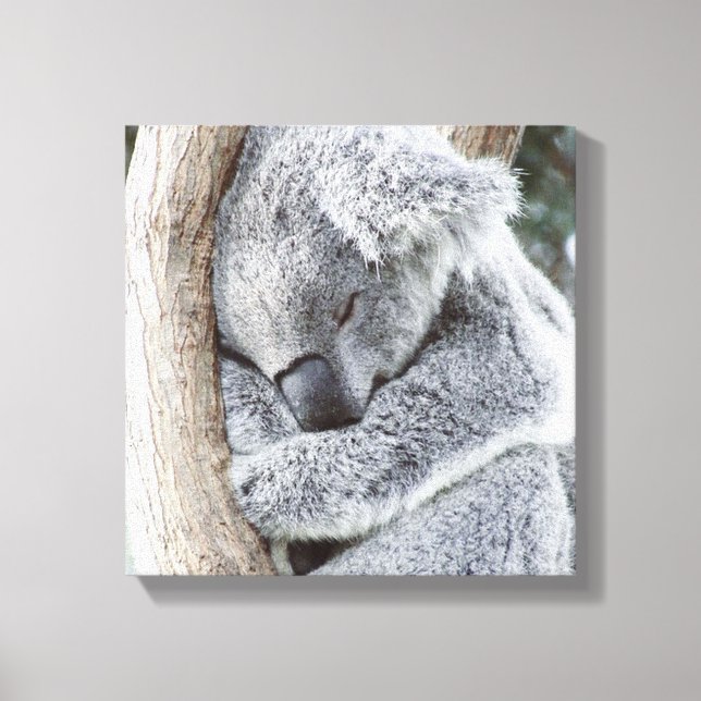 sovkoala baby canvastryck (Framsida)