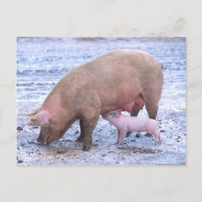 Sow och smågrisar vykort (Framsida)