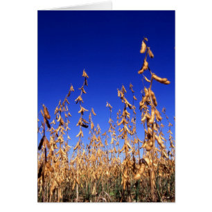 Soybeans Hälsningskort