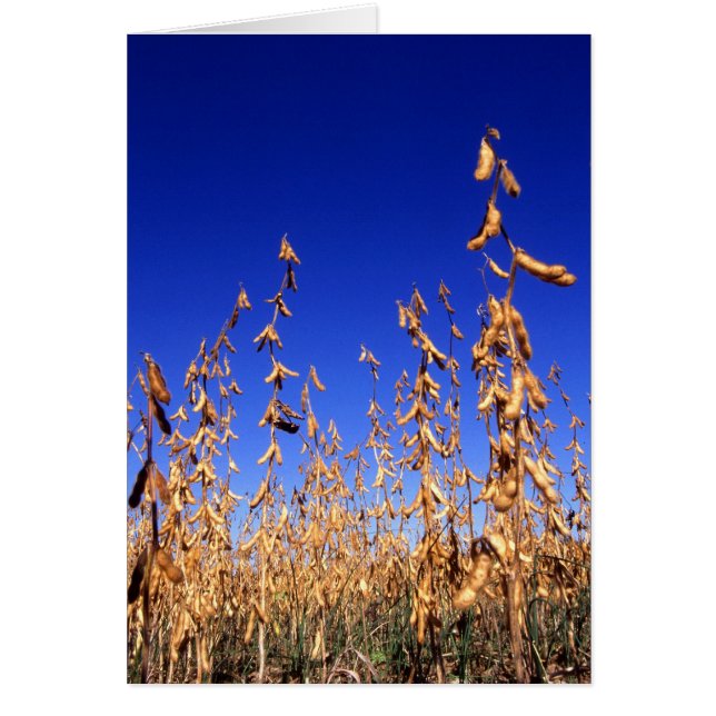 Soybeans Hälsningskort (Framsidan)