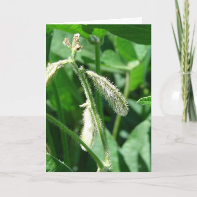 Soybeans Kort (Framsida)