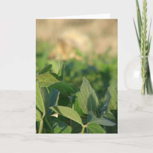 Soybeans Kort (Framsida)