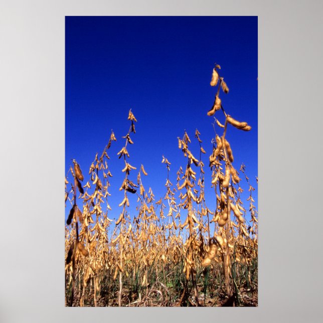 Soybeans Poster (Framsidan)