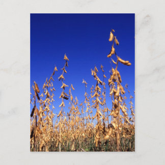 Soybeans Vykort